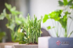 科技魅力下的植物盛宴 非遺復興中的盤龍與你相遇谷類作物