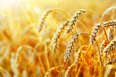 比利時華夫餅與信息系統(tǒng)集成服務(wù)的創(chuàng)新融合